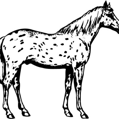 HORSE015 Thumbnail